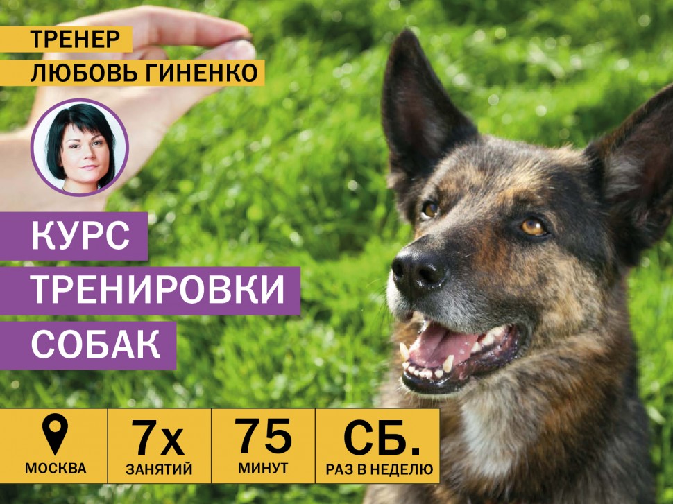 Курсы тренировки взрослых собак в Москве