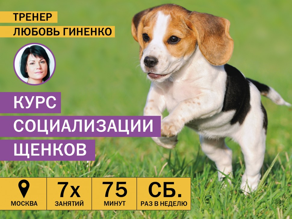 Курсы социализации щенков в Москве
