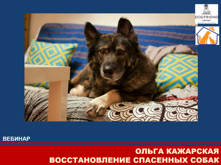 Восстановление спасенных собак. Вебинар зоопсихолога Ольги Кажарской (запись)