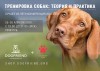 Онлайн-Конференция "Тренировка собак: теория и практика. Лучшее из пяти конференций" (Запись) - Онлайн-Конференция "Тренировка собак: теория и практика. Лучшее из пяти конференций" (Запись)