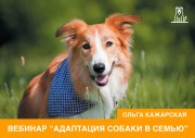 Адаптация собаки в семью. Онлайн-семинар зоопсихолога Ольги Кажарской (запись)