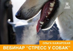 Стресс у собак. Онлайн-семинар зоопсихолога Ольги Кажарской (запись)