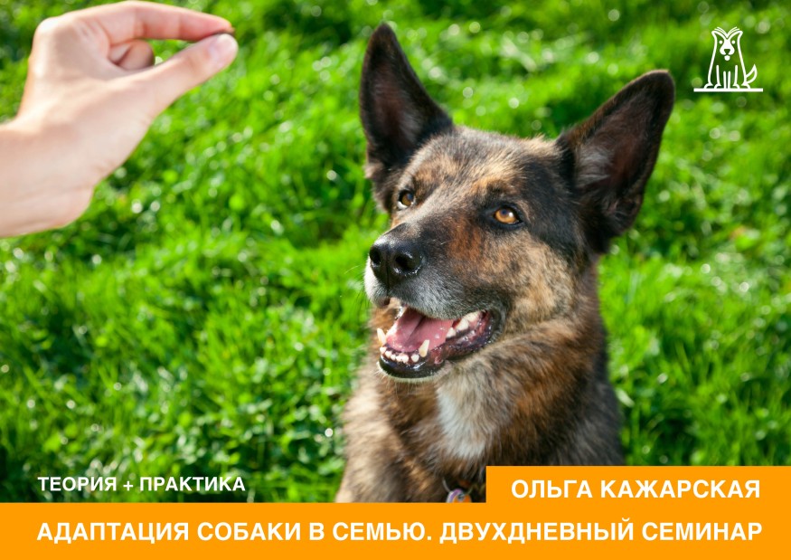 Адаптация собаки в семью. Двухдневный семинар зоопсихолога Ольги Кажарской 24-25 июня 2017 в Москве